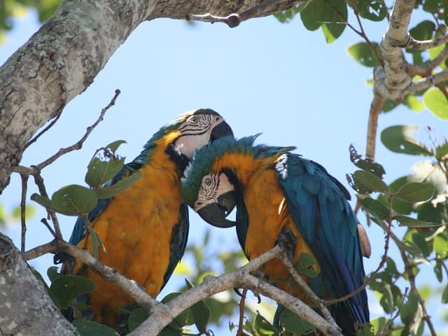 Ms barra mansa pantanal arara